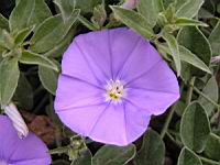 Convolvulus sabatius Viv. (fam Convolvulacees) (Europe du sud, Afr. Nord) (2) (Photo F. Mrugala)